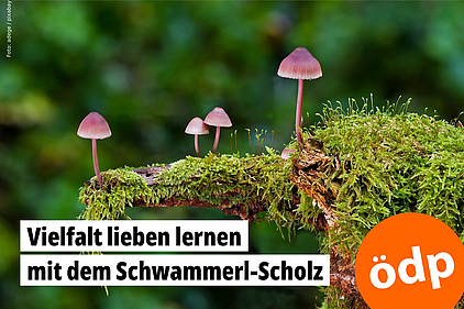 kleine Pilze auf einem moosigen Stück Holz