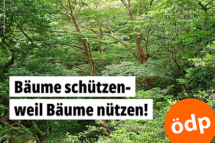 Ein Blick in die grünen Kronen von Regenwalsbäumen